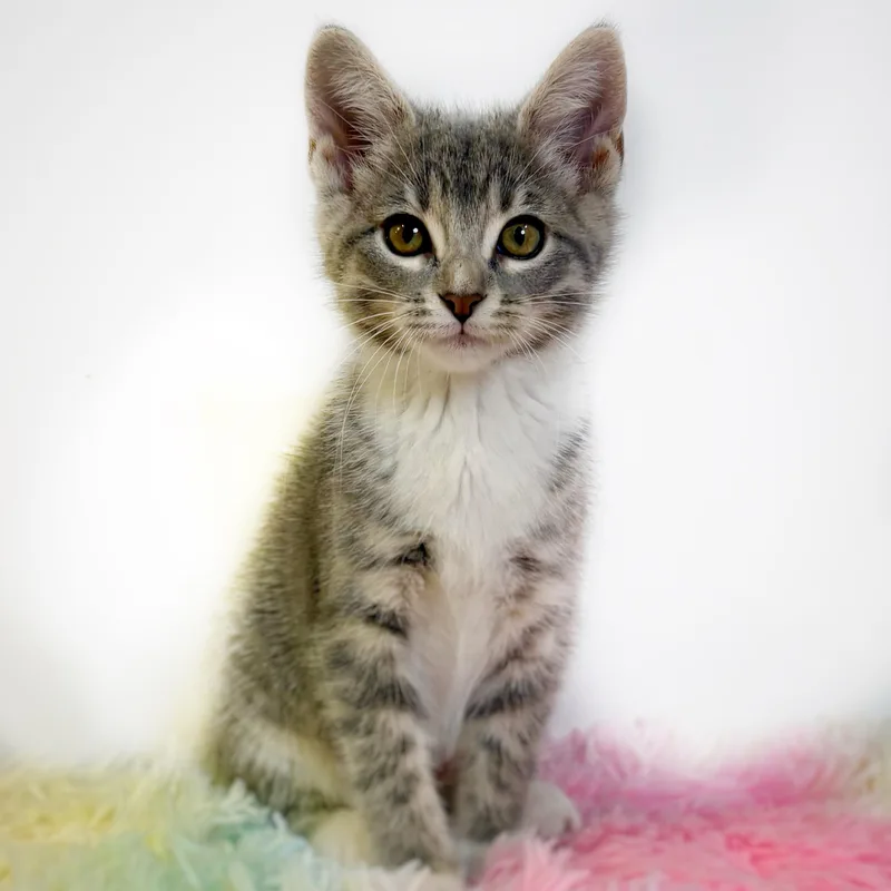 A baby medium-sized female Tabby (Gray / Blue / Silver) Domestic Short Hair cat named Carolina Reaper for adoption in Watertown, WI