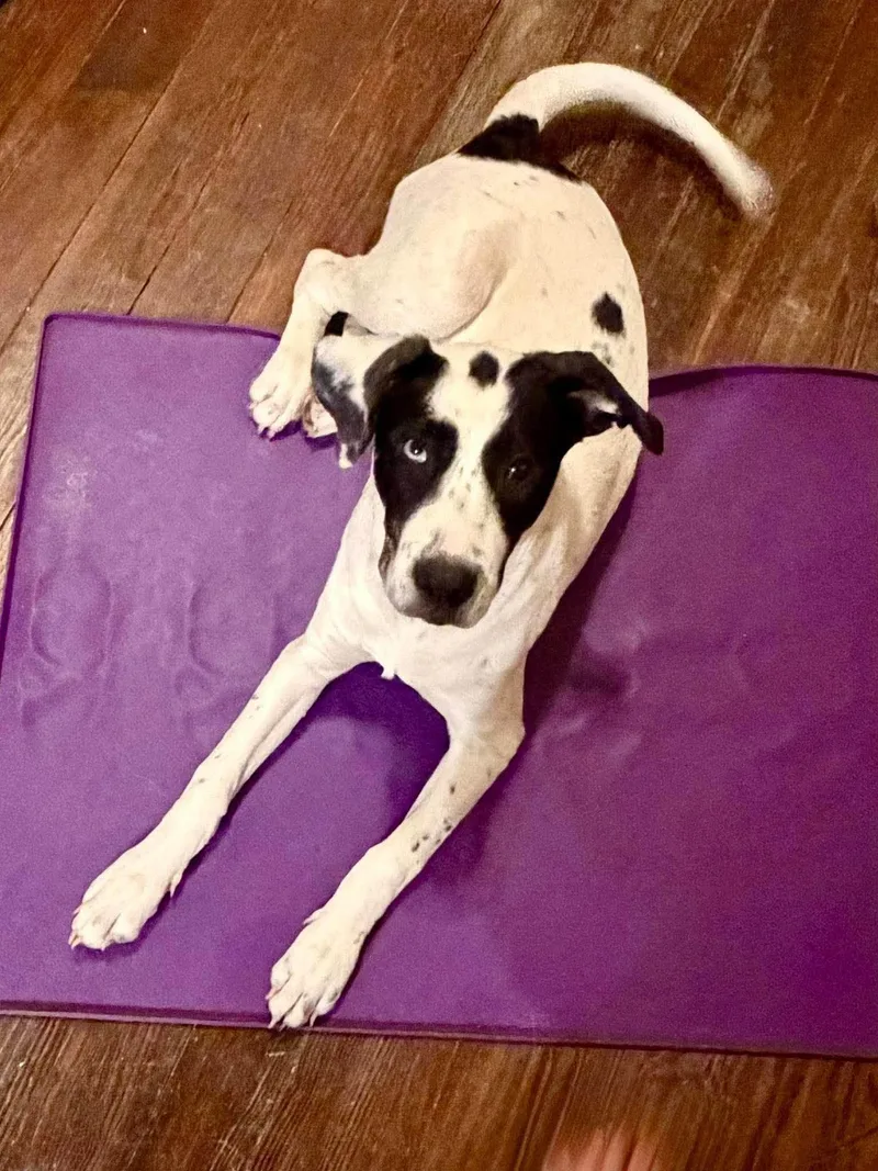 A young large-sized female Husky dog named Flo for adoption in Boston, MA