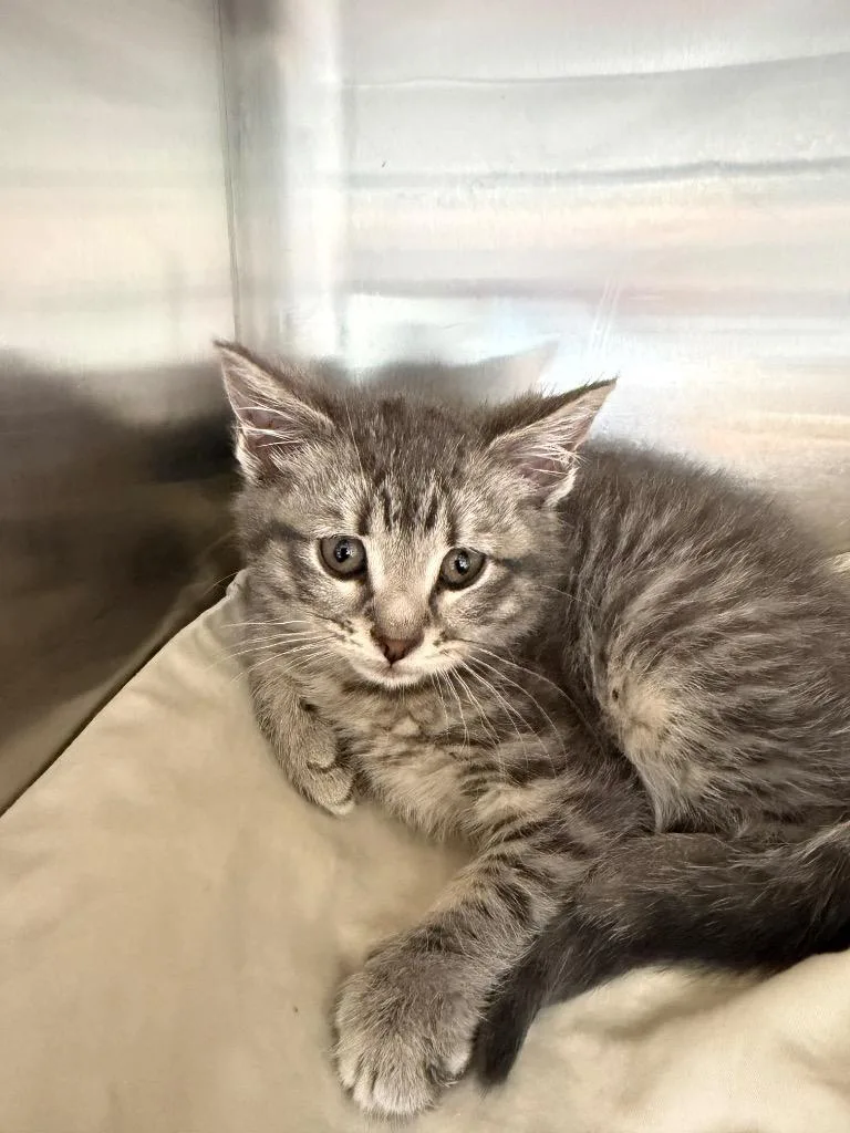 A baby medium-sized female Domestic Short Hair cat named Calypso for adoption in Pomona, NY