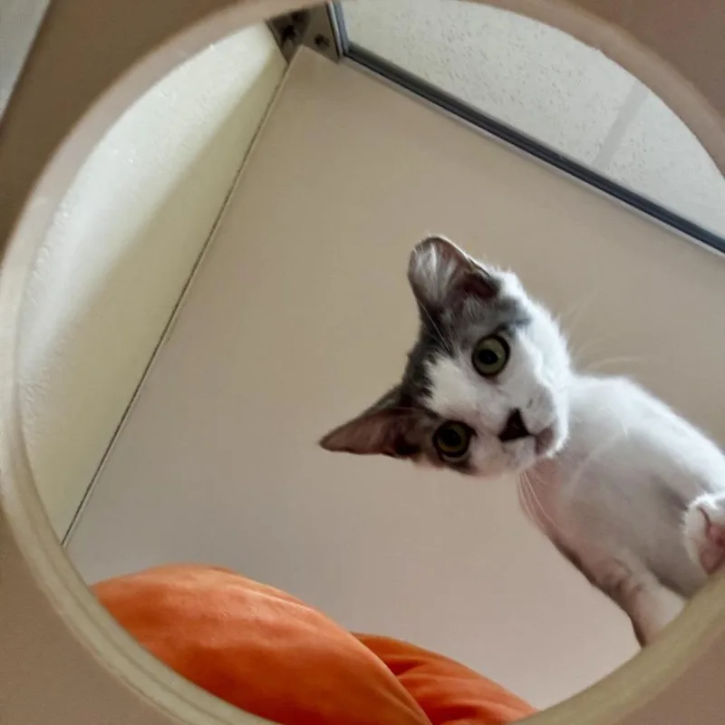 A young small-sized female White Domestic Short Hair cat named Aquafina for adoption in Lynchburg, VA