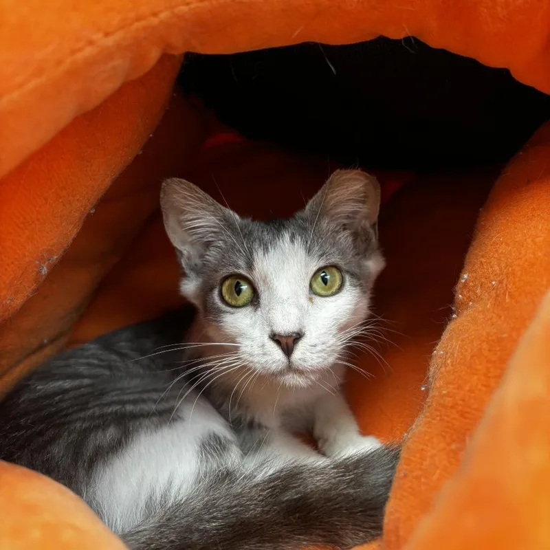 Aquafina thumbnail 4