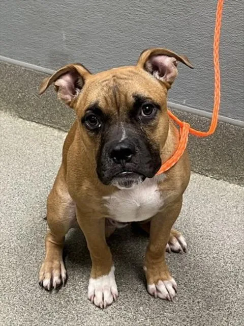 A young medium-sized male Pit Bull Terrier dog named Tadpole for adoption in Las Vegas, NV