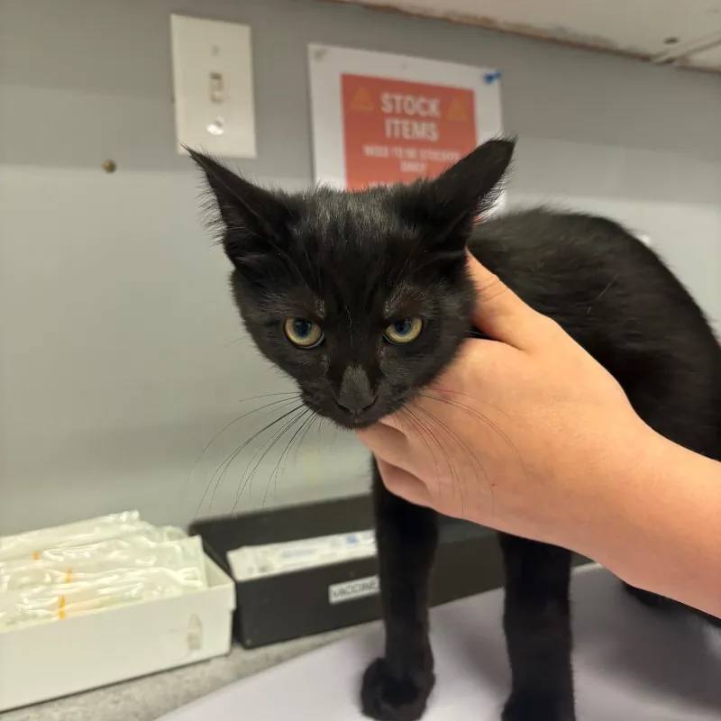 A baby small-sized male Black Domestic Short Hair cat named Aaron for adoption in Spokane, WA