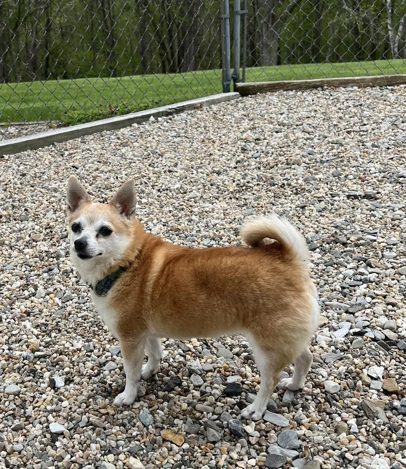 A senior small-sized female Apricot / Beige Chihuahua dog named Baby for adoption in Winsted, CT