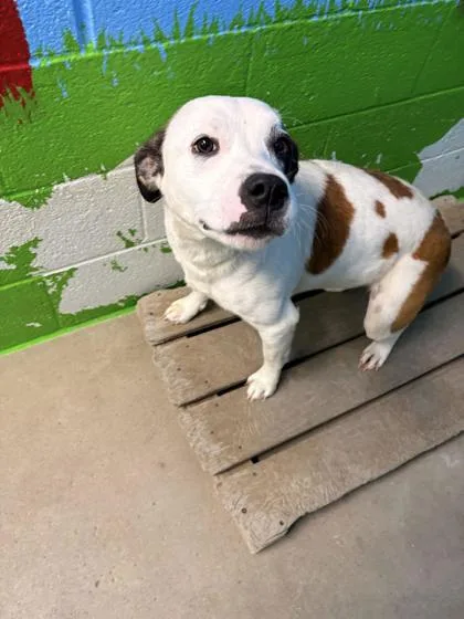 A young medium-sized male Terrier dog named Charlie for adoption in Paducah, KY