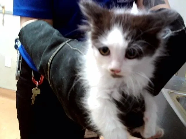 A baby small-sized female Domestic Medium Hair cat named A for adoption in Martinez, CA