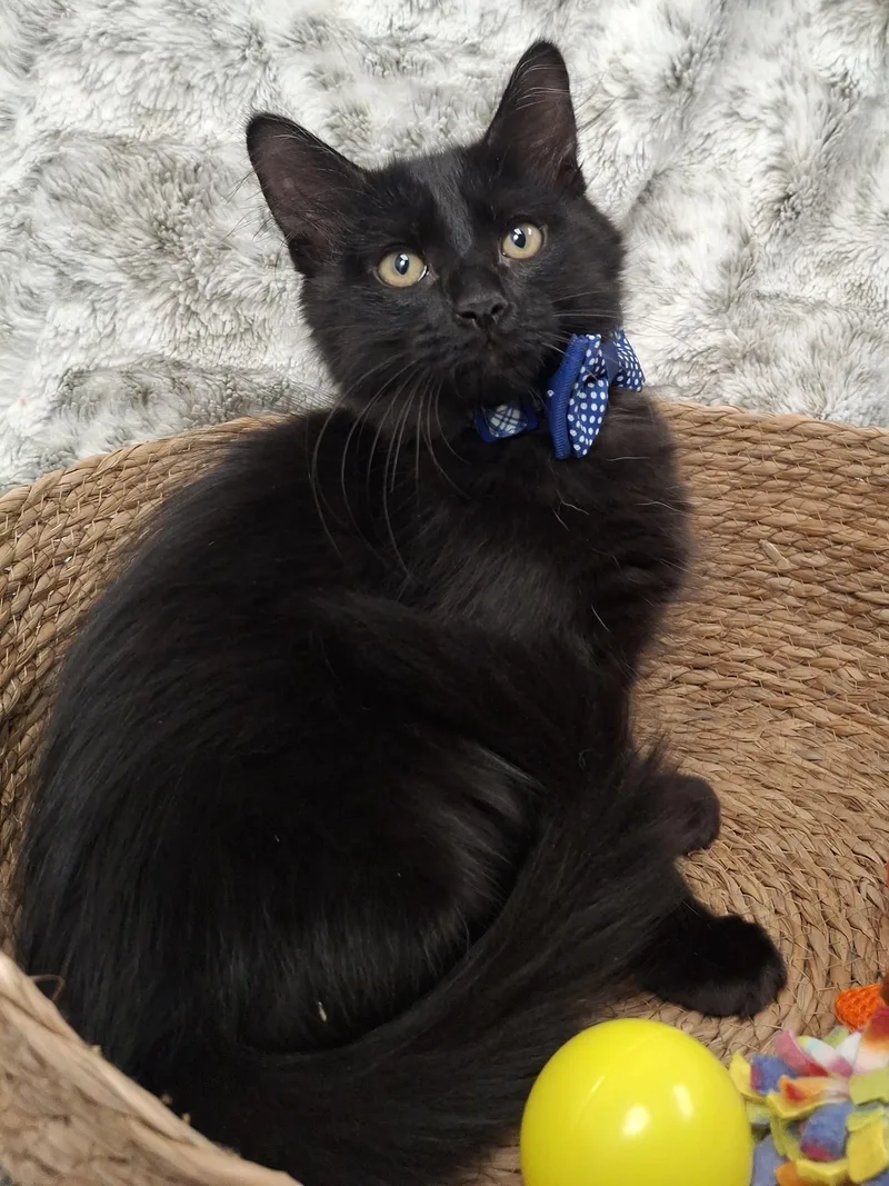 A baby small-sized male Black Maine Coon cat named Legend & Naboo for adoption in Yorba Linda, CA