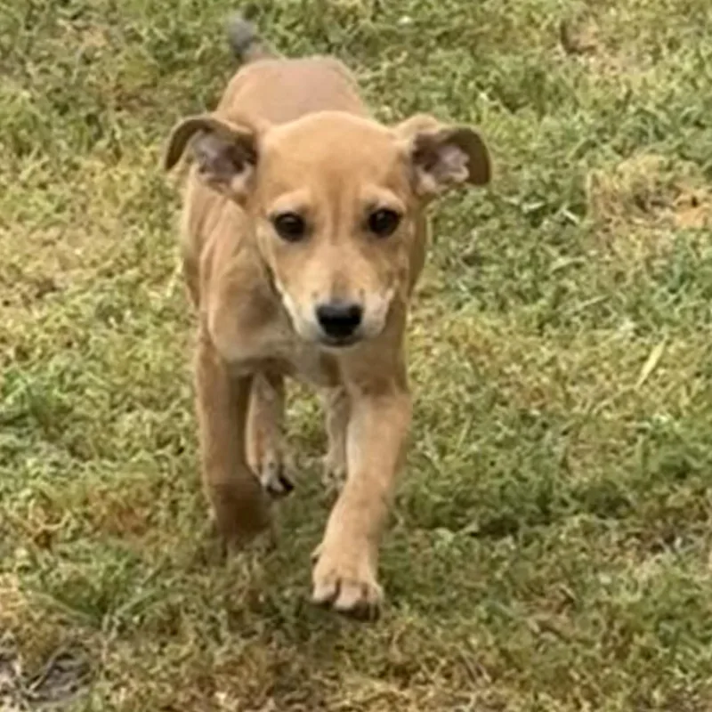 A baby medium-sized female Red / Chestnut / Orange Hound dog named Rainbow for adoption in Valdosta, GA