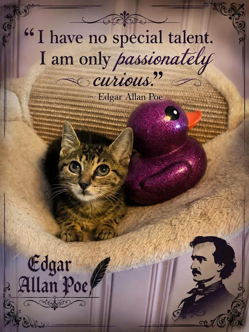 Edgar Allan Poe thumbnail 3