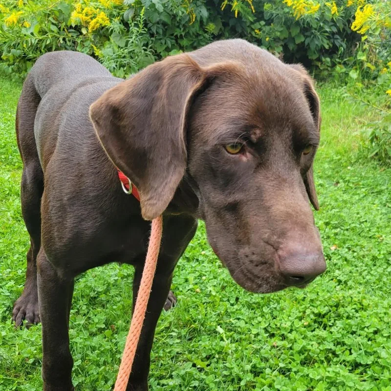 Bocephus