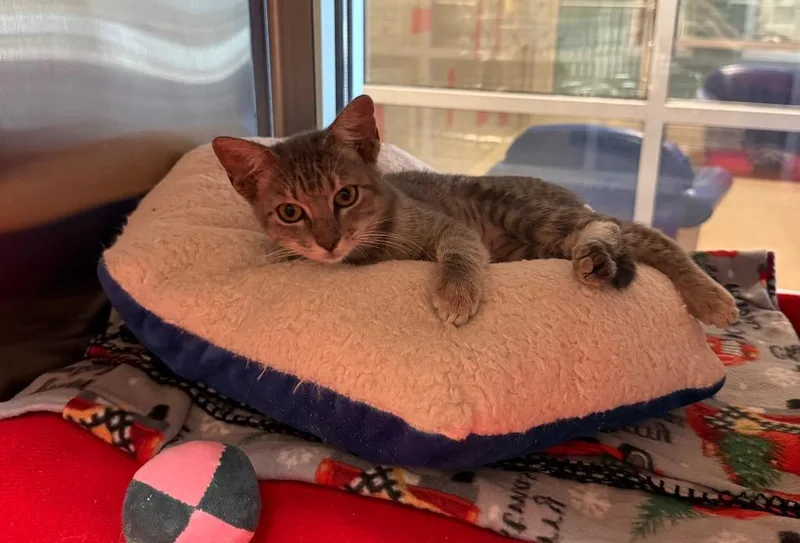 A baby small-sized female Domestic Short Hair cat named Molly for adoption in Seguin, TX