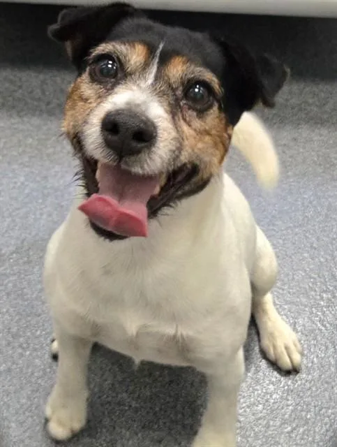 An adult small-sized male Mixed Breed dog named Renoir for adoption in Dallas, TX