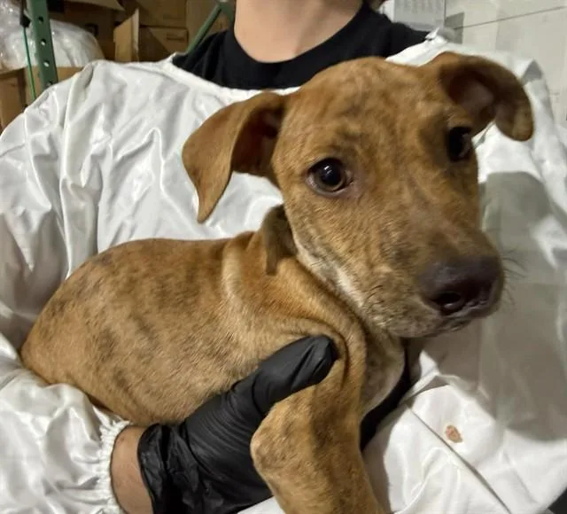 A baby small-sized male Pit Bull Terrier dog named Belvedere for adoption in Colorado Springs, CO