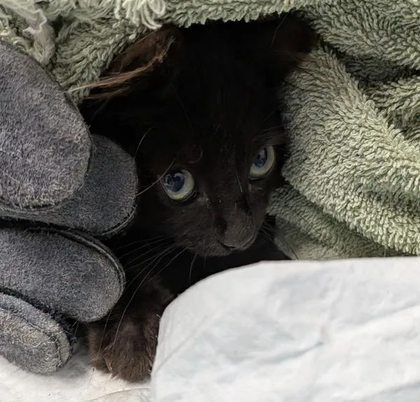 Working Cat Birdie
