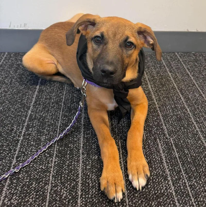 A young medium-sized female Mixed Breed dog named Elaine for adoption in Long Island City, NY
