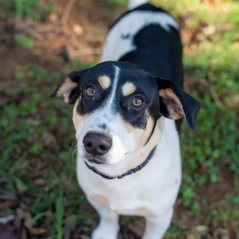 A young medium-sized male White / Cream Dachshund dog named Sausage for adoption in Gainesville, GA