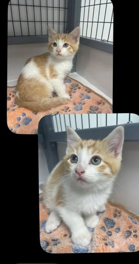 A baby medium-sized male Orange & White Domestic Short Hair cat named Jack for adoption in Huntley, IL