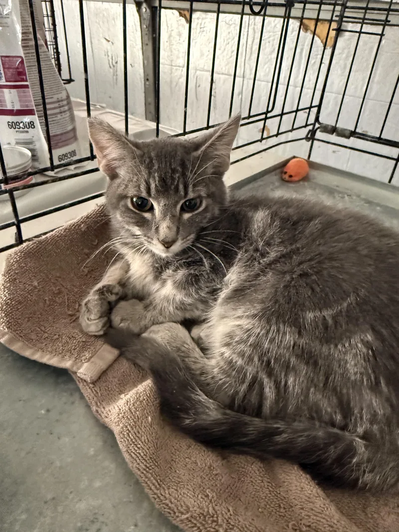 A baby medium-sized male Tabby (Gray / Blue / Silver) Tabby cat named Bad for adoption in Las Vegas, NV