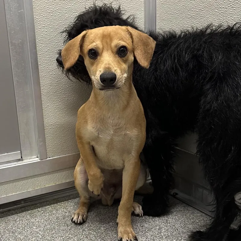 A baby small-sized male Yellow / Tan / Blond / Fawn Mixed Breed dog named Dijon for adoption in Hinsdale, IL
