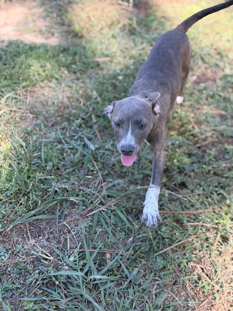 A baby medium-sized male Pit Bull Terrier dog named Clovis for adoption in Pembroke, MA