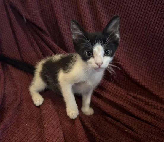 A baby small-sized male Domestic Short Hair cat named Cowboy for adoption in San Pedro, CA