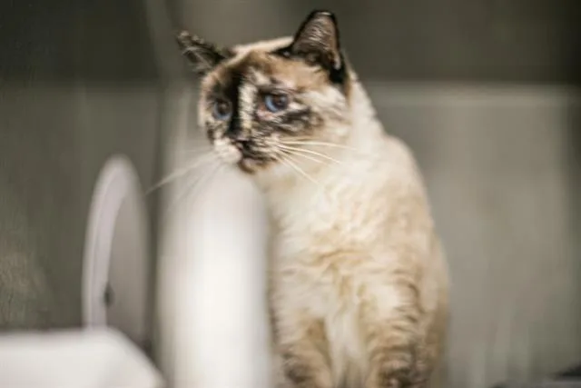 An adult small-sized female Siamese cat named Trixx Rabbit for adoption in Charlotte, NC