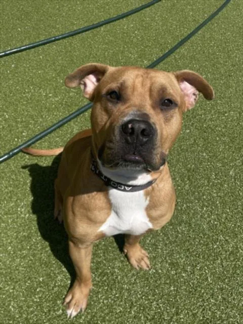 An adult large-sized male Pit Bull Terrier dog named Briggs for adoption in Derwood, MD