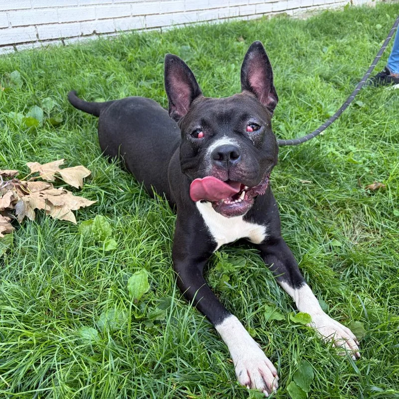 An adult medium-sized female Staffordshire Bull Terrier dog named Lambie for adoption in Newark, NJ