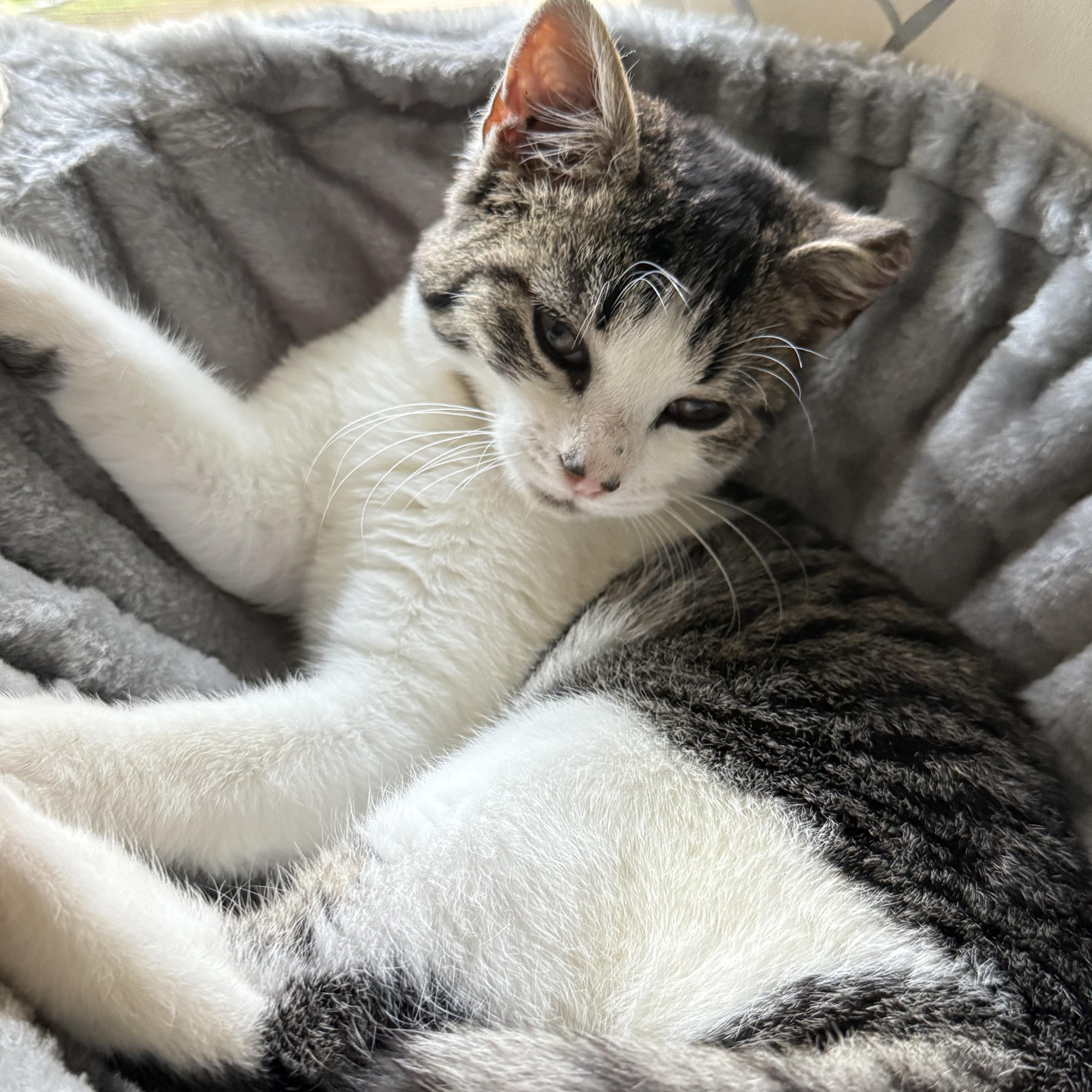 A baby medium-sized male Domestic Short Hair cat named Jack for adoption in Fresno, CA