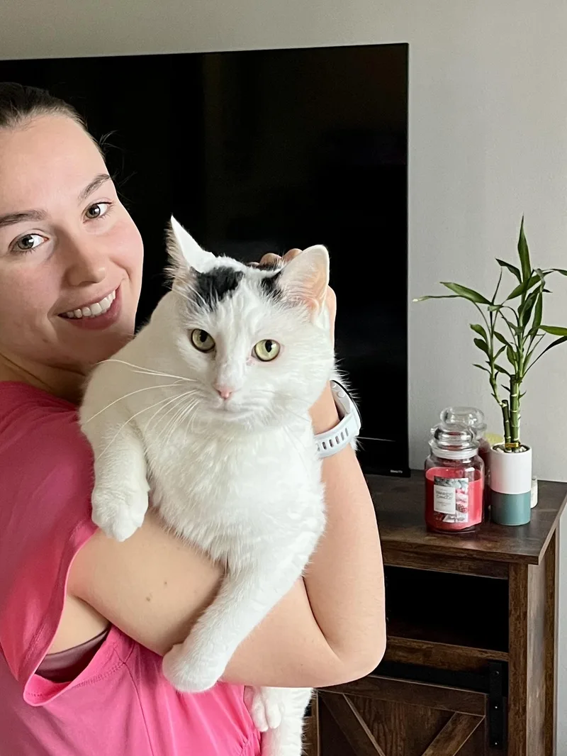An adult medium-sized female Black & White / Tuxedo Domestic Short Hair cat named Marshmallowso Friendly Video for adoption in Port Orange, FL
