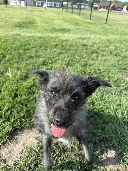 An adult small-sized female Terrier dog named Maddy for adoption in Mount Pleasant, IA