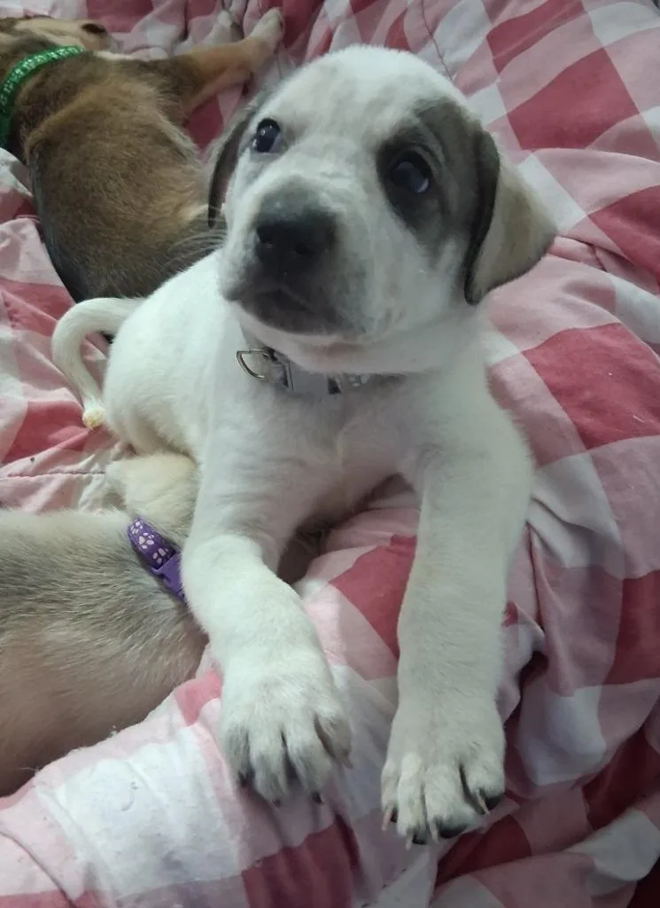 A baby medium-sized female Cattle Dog dog named Lottie for adoption in Thompson Falls, MT