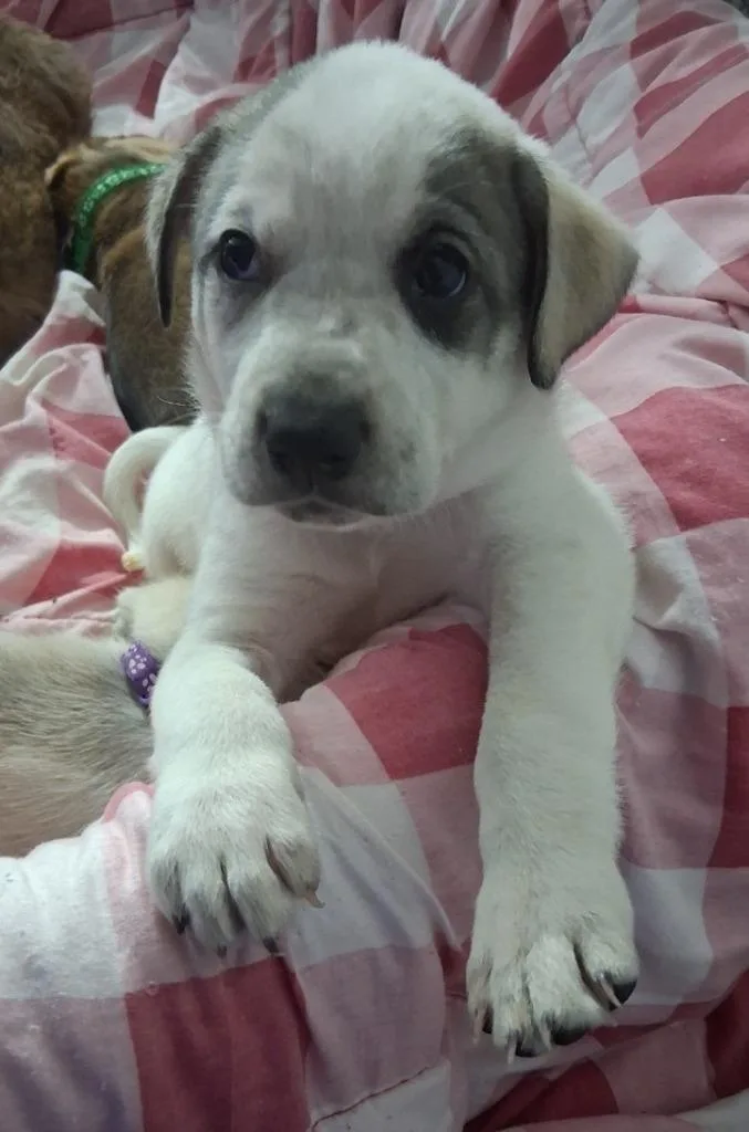 Lottie thumbnail 3