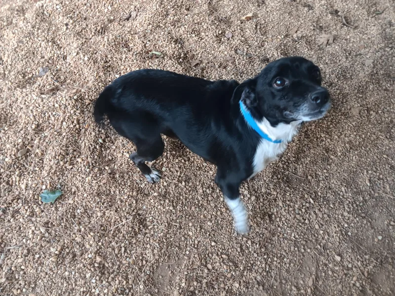 An adult small-sized male Mixed Breed dog named Houdini for adoption in North Little Rock, AR