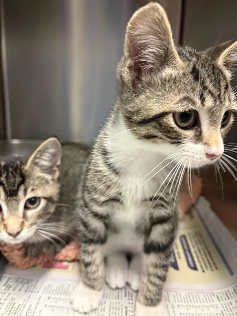 A baby large-sized male Tabby (Brown / Chocolate) Domestic Short Hair cat named Lemongrab for adoption in Ashland, VA