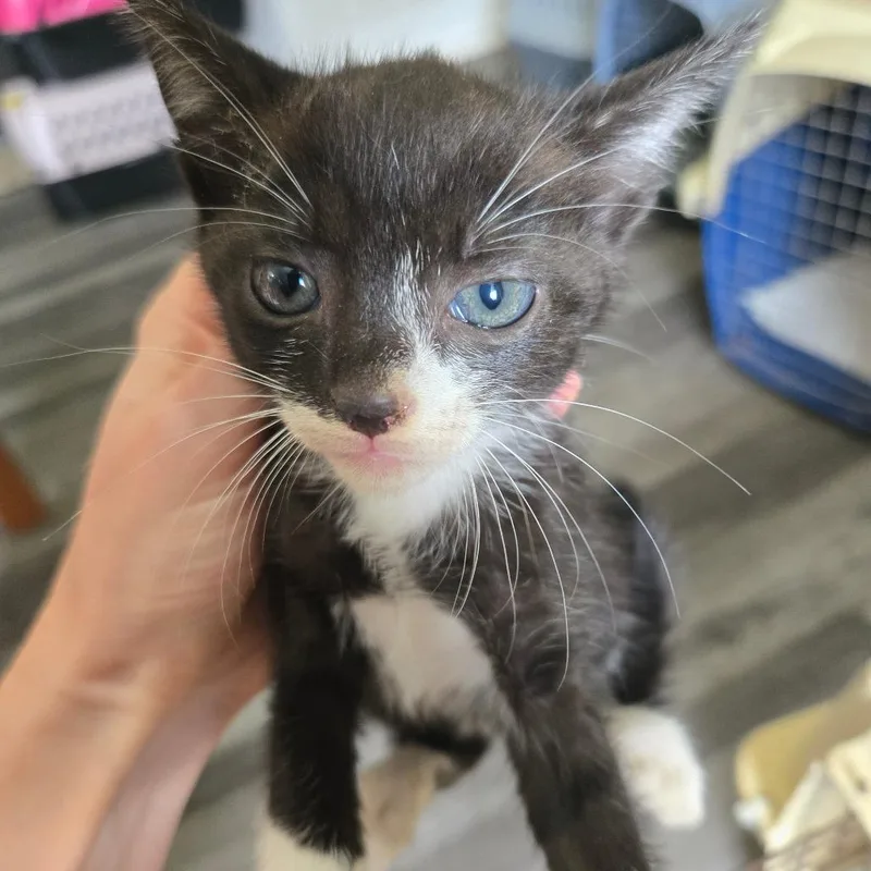 A baby small-sized female Black Domestic Short Hair cat named Lyra for adoption in Centerville, TN