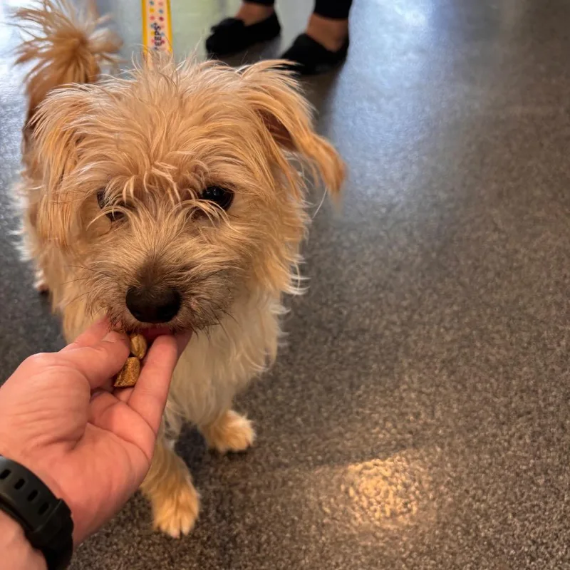 An adult small-sized male Yellow / Tan / Blond / Fawn Terrier dog named Ricky Bobby for adoption in Allentown, PA