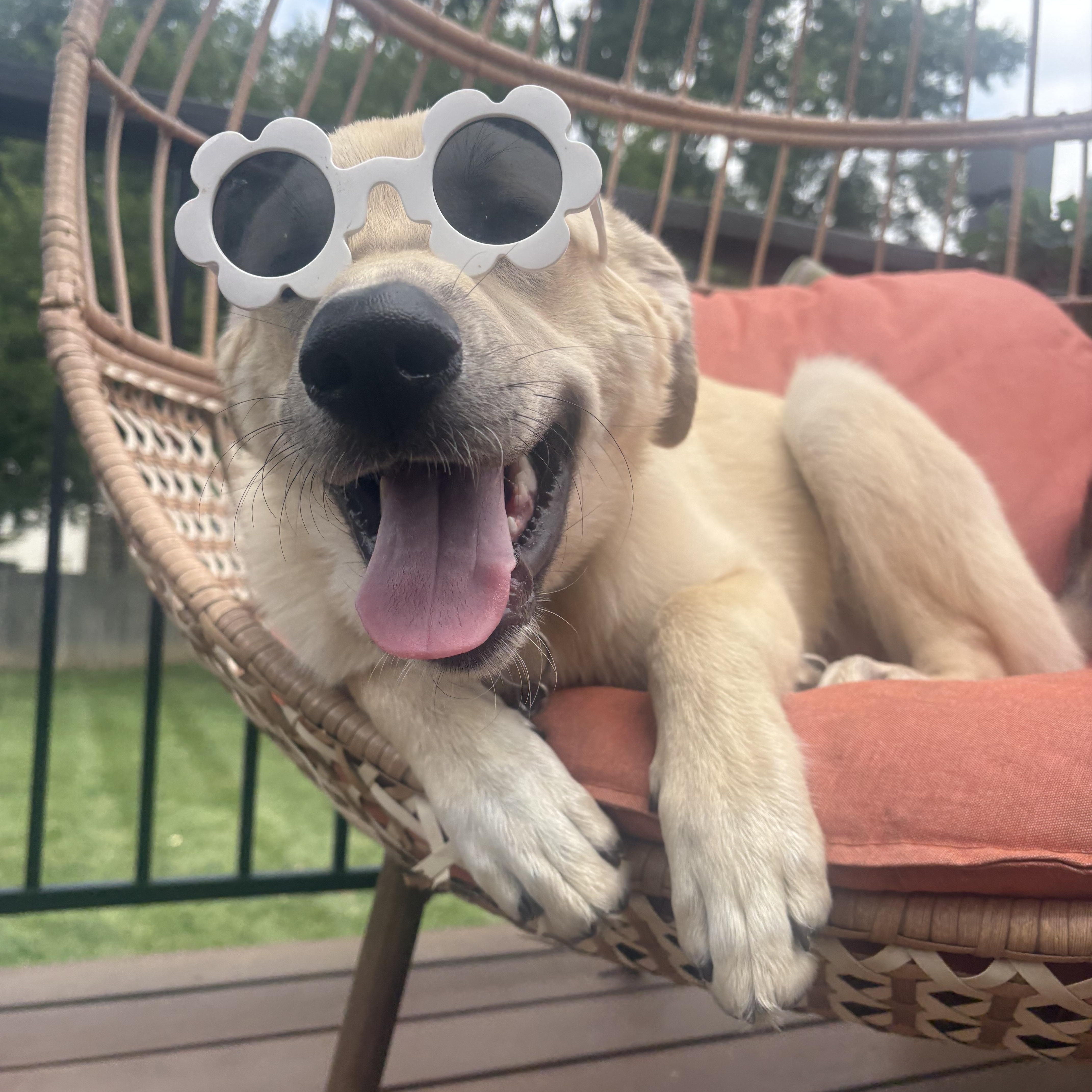 A baby large-sized male Yellow / Tan / Blond / Fawn Great Pyrenees dog named Alfie for adoption in Louisburg, KS