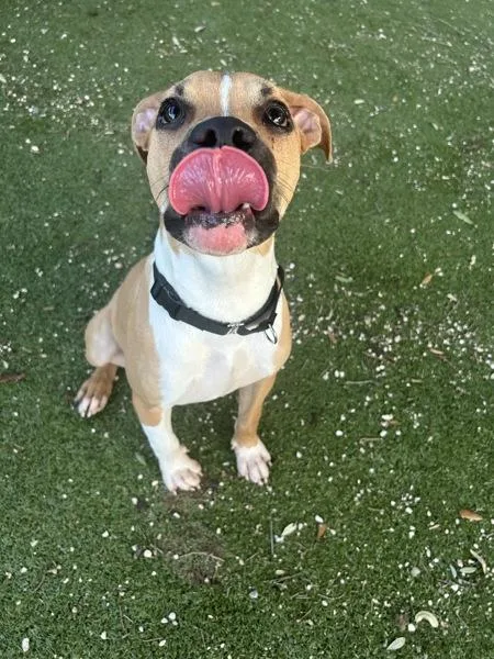 An adult medium-sized male Mixed Breed dog named Jerry for adoption in Austin, TX