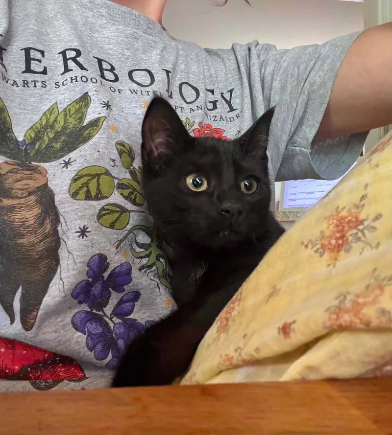 A baby medium-sized female Black Domestic Short Hair cat named Pepper for adoption in Stewartsville, NJ