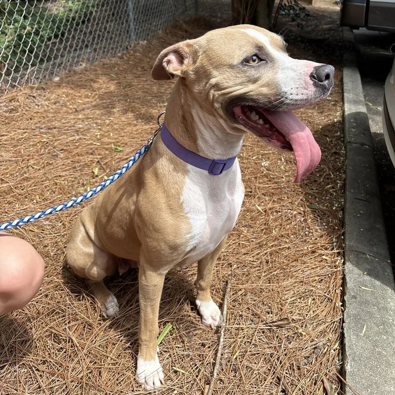 An adult large-sized female Brown / Chocolate Mixed Breed dog named Straywarmspringsroadcountylineroad for adoption in Columbus, GA