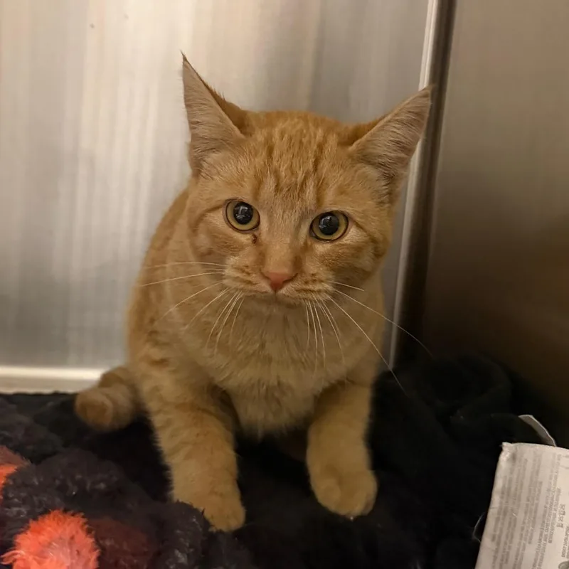 A baby small-sized female Domestic Short Hair cat named Cheerio for adoption in Cody, WY