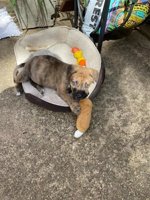 A young small-sized female Brindle Plott Hound dog named Polly Pocket for adoption in Tyler, TX