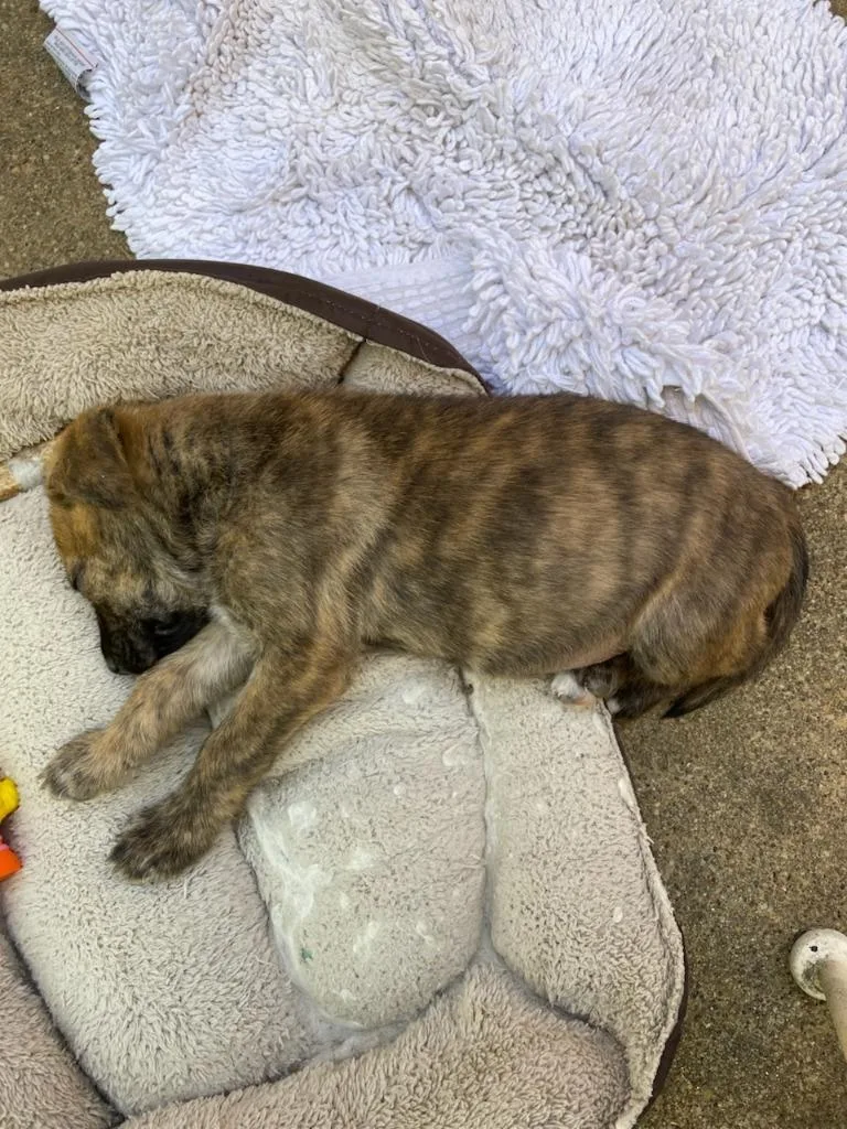 Polly Pocket thumbnail 2