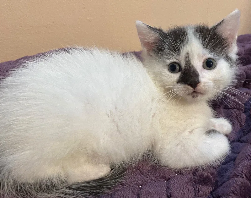 A baby medium-sized female Domestic Short Hair cat named Worf for adoption in Island Lake, IL