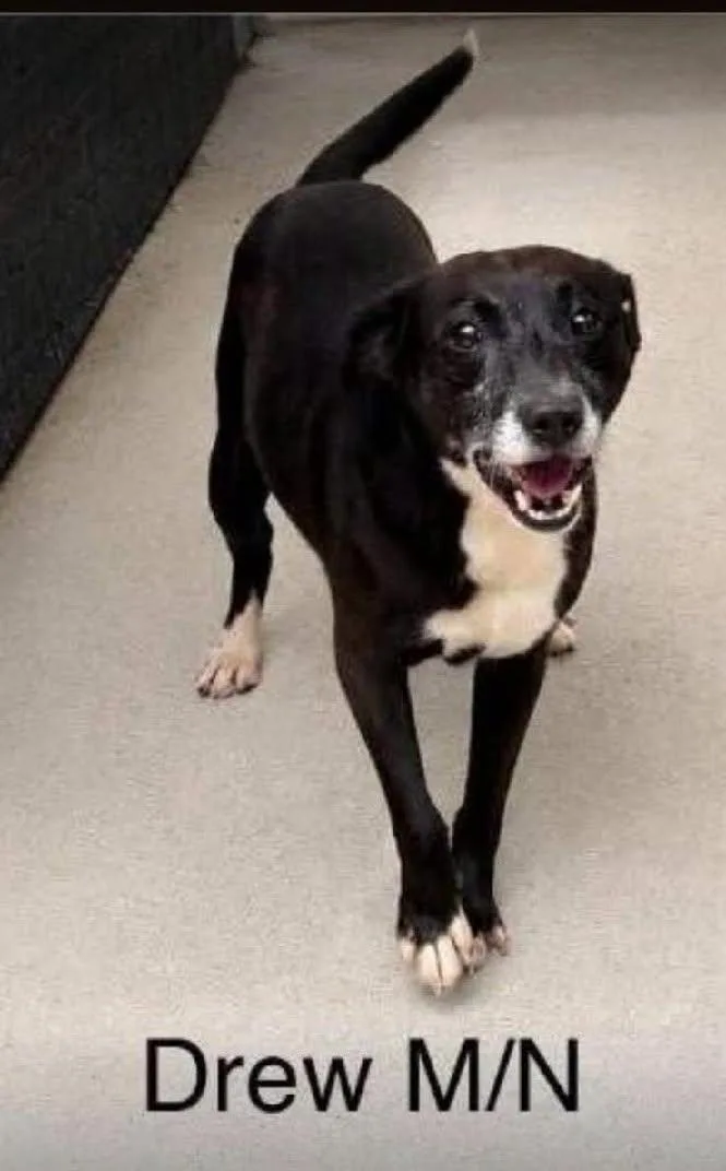 A young medium-sized male Black Mixed Breed dog named Drew  arriving  for adoption in Chardon, OH