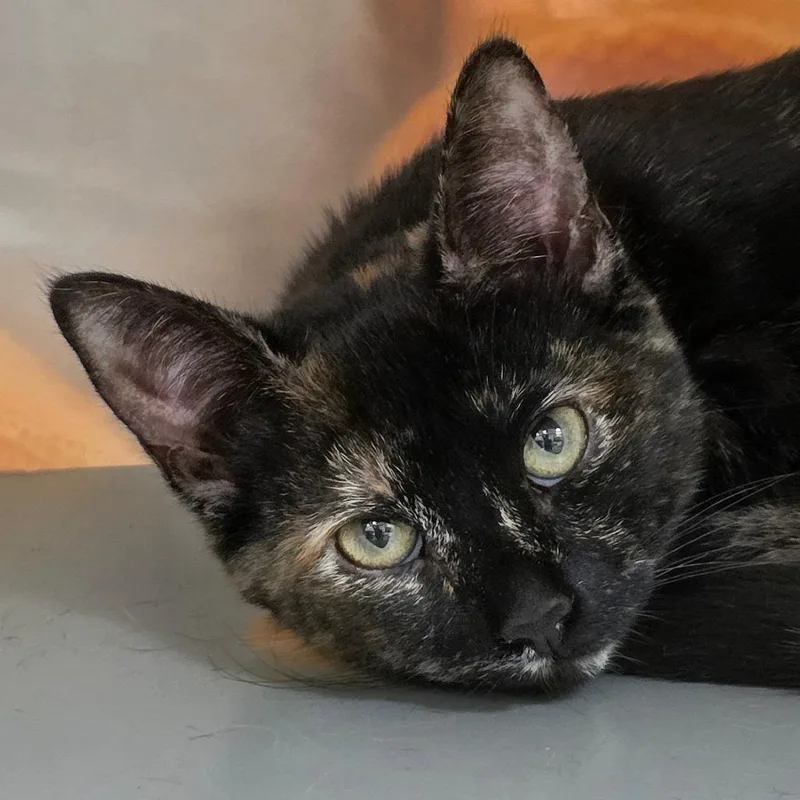 Kiki
