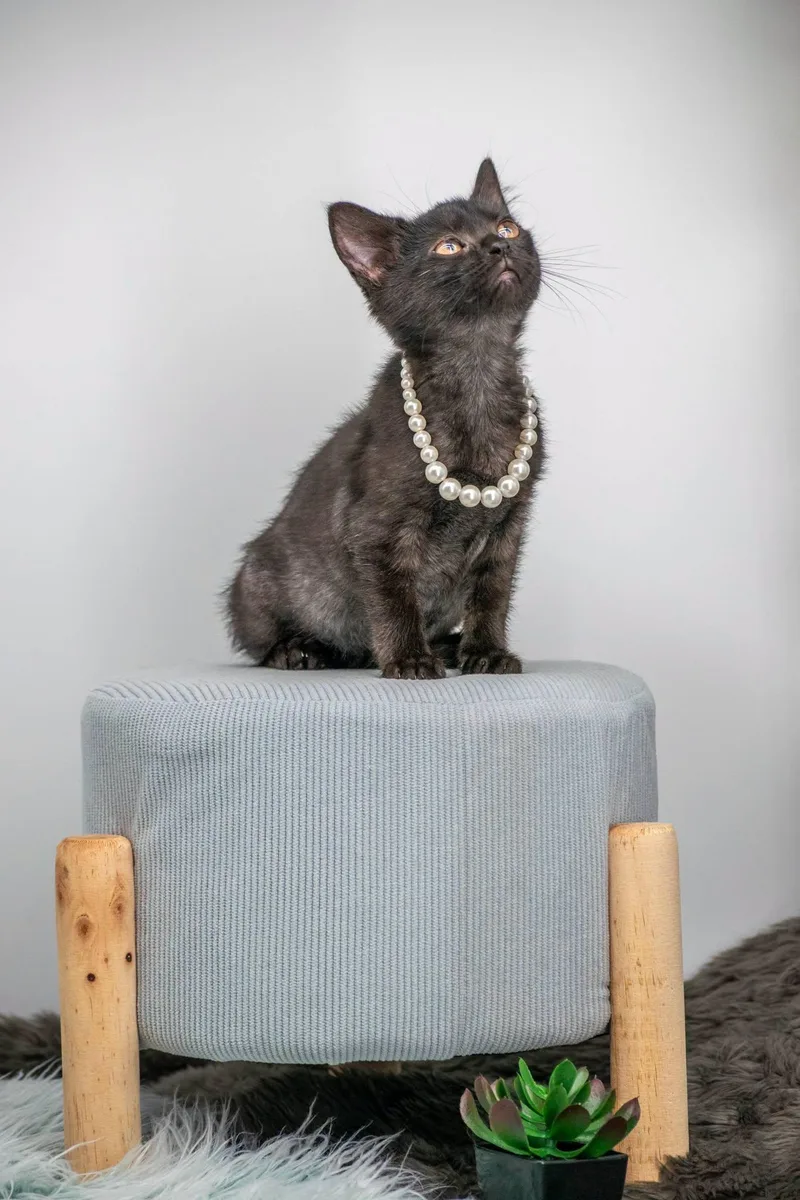 A baby small-sized female Black Domestic Short Hair cat named Espresso for adoption in Sevierville, TN