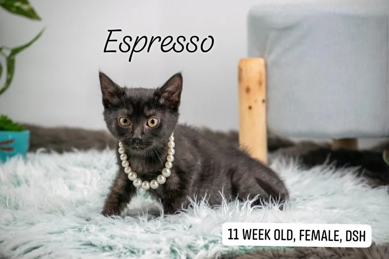 Espresso thumbnail 3