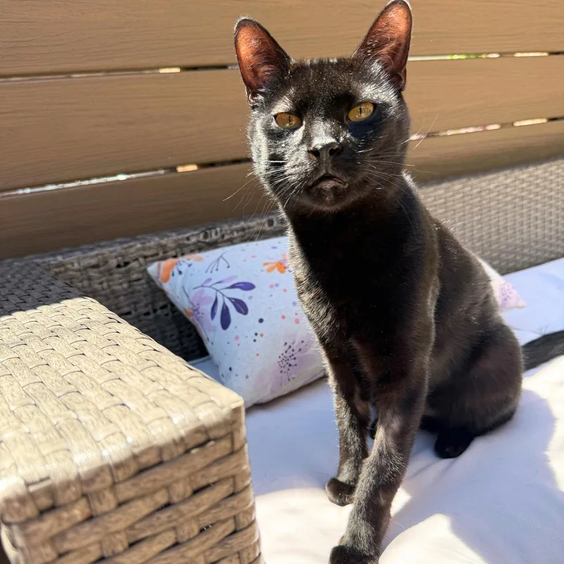 An adult medium-sized male Domestic Short Hair cat named Carrot Cake for adoption in Brooklyn, NY